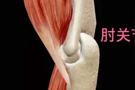 中国医科大学解剖学之第7讲（肘关节的解剖）视频封面