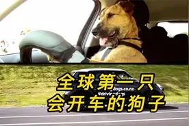 狗子三个月就拿到了驾照，而且还会单手开车，驾驶技术堪称一流视频封面