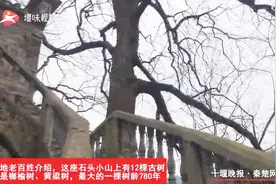 奇！房县一座石头小山上长出古树群视频封面