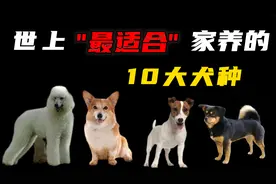 世上最适合家养的10种狗，你知道哪些狗最适合在家养吗？视频封面