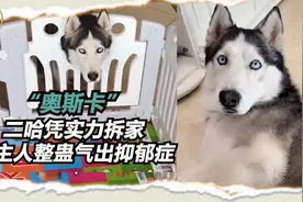 奥斯卡：二哈凭实力拆家，被主人整蛊气出抑郁症，网友：太惨了视频封面