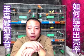 玉鸟知识：玉鸟繁殖季节到了，如何提高出壳率，咱们一起来聊聊！视频封面