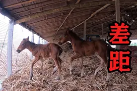 农村创业小伙养马，人工养殖和自然生长的就是不一样，差的太多了视频封面