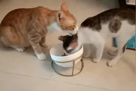 流浪猫被收养后不愿流浪，多次放归也跑回家，最终过上幸福生活视频封面