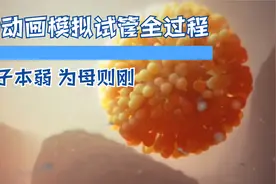 3D动画 模拟双胞胎的孕育全过程 女性本弱 为母则刚视频封面