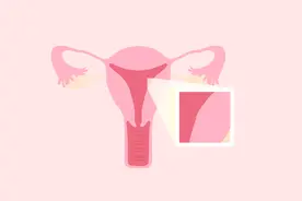 卵巢与子宫的关系是怎样的？作为女性的你应该知道