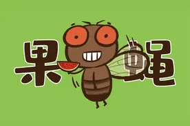 垃圾桶里凭空冒出来的小飞虫到底是什么？视频封面