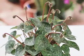 仙客来花茎发软，改3错，茎干挺直，开花娇艳视频封面