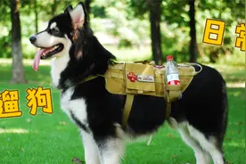 日常遛狗，阿拉斯加犬在南方可以这样玩！