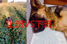 狗狗上班时状态VS下班时状态，看完不正是我们大部分人写照吗？