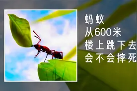 一只蚂蚁分别从10厘米、100米和1000米的高空坠下，会发生什么？