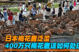 日本梅花鹿泛滥，人鹿矛盾不断激化，400万只梅花鹿该如何处理？视频封面