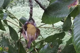 绣眼鸟育雏第3天：两只小鸟状态越来越好