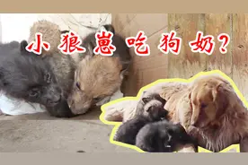 没有狼妈妈的小狼崽，在母狗身上找奶吃，不料狗狗是这样的反应！
