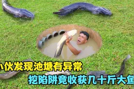 小伙发现池塘有异常，挖出一个陷阱，竟收获几十斤大鱼视频封面