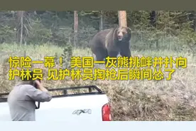 惊险一幕！ 美国一灰熊挑衅并扑向护林员 见护林员掏枪后瞬间怂了视频封面