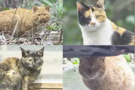 小区流浪猫成灾 如何保护这些可爱小生命视频封面