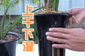 兰花盆内上干下湿？好解决，2个“小手段”用好即可视频封面