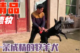 世界十大护卫犬排行老大，智商超高，农民哥哥都能训成这样真厉害视频封面