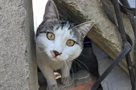 小猫咪看到有鱼吃激动得叫破嗓音