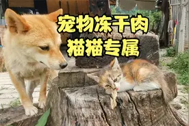 猫猫对各种冻干荤食格外狂热，狗狗表示无法理解视频封面