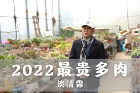 2022最贵多肉，淡清霜，一盆就要上千元视频封面