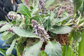 路边发现一株“奇草”，开的花像薰衣草，绿叶颜色有深有浅视频封面