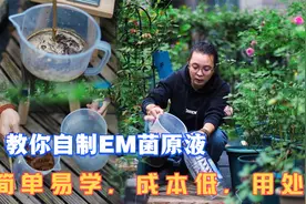 家庭养花自制EM菌原液，简单易学几块钱做一大桶，花卉补充益生菌视频封面