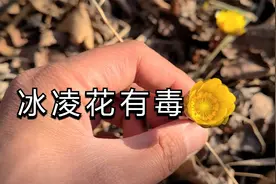 冰凌花虽然是药材，但是有毒你知道吗，大家不要盲目食用