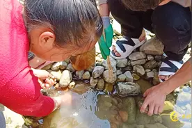 价值500元钱一斤水蜈蚣，营养价值高，吸引好多人来抓【第二集】视频封面