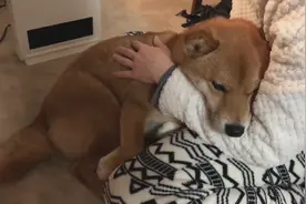柴犬每晚都要在主人怀里躺着，要主人哄着睡觉，这狗真是好幸福啊