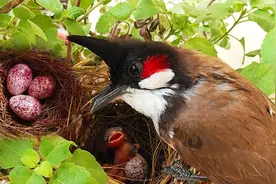 红耳鹎的鸟蛋是什么颜色？10种常见鸟的鸟蛋鉴定