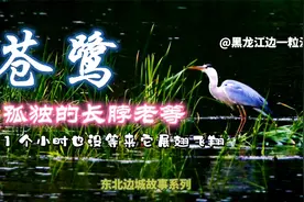 黑河黑龙江边有一种鸟，东北人管它叫“长脖老等”，为啥叫这名？视频封面