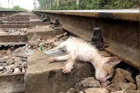 被火车撞的小奶猫，活下来的几率仅百分之二十，紧急救援发生奇迹