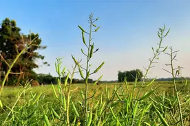 种芥末，采收的芥菜籽可以做成天然绿色的芥末酱 Mustard
