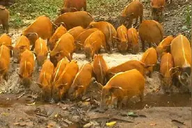 破坏力极强的红河猪，已经在非洲泛滥成灾，是时候将它引进中国了