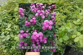 月季品种推荐葡萄园之歌，多头勤花一年四季开花，新手必备视频封面