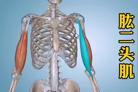 3D解剖“肱二头肌”：长头和短头都易损伤引起肩关节的疼痛视频封面