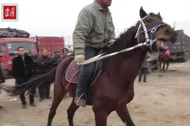是好马就应该让它经常奔跑驰骋，放飞广阔的田野？视频封面