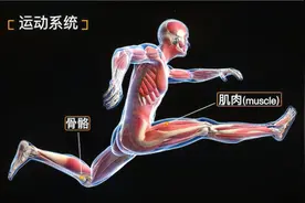 了解一下你自己的骨头有几块。8.1.16运动系统的组成视频封面