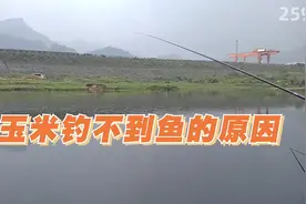用玉米钓不到鱼的原因分析及解决办法！新手户外钓鱼技巧知识教学视频封面