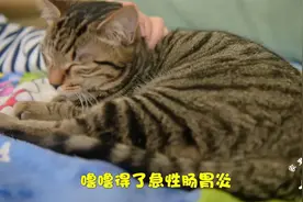 医院花2000治疗的肠胃炎，铲屎官一顿操作，猫咪一天就恢复了视频封面