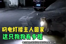 这只狗狗有多暖？每天晚上叼电灯接主人下班回家，还能听懂人话！