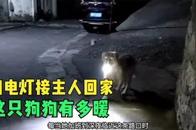 这只狗狗有多暖？每天晚上叼电灯接主人下班回家，还能听懂人话！视频封面
