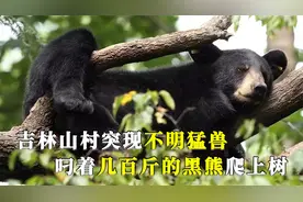 吉林山村现不明猛兽，叼几百斤的黑熊上树吓坏村民，专家拍下画面视频封面