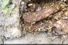 都说这个季节美人蜂的蜂蛹很饱满，那么今天它来了，挖蜂了