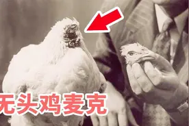震惊世界的动物奇事，美国无头鸡存活18个月 揭开它的不死之谜！视频封面