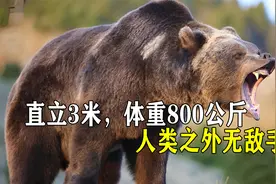 庞大的科迪亚克棕熊，直立3米，体重800公斤，人类之外无敌手视频封面