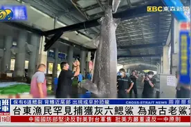 台东渔民罕见捕获灰六鳃鲨，为最古老鲨鱼，出现或早于恐龙视频封面