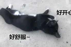 分别给流浪猫和宠物猫吸猫薄荷，它们会有什么不同的表现？视频封面